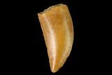 Serrated, Raptor Tooth - Real Dinosaur Tooth #158968-1
